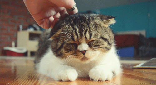 Анимация Пальцы руки нежно почесывают за ушком котенка, который лежит, закрыв глаза, гифка Пальцы руки нежно почесывают за ушком котенка, который лежит, закрыв глаза