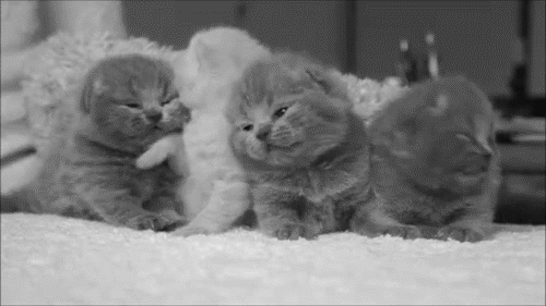 Анимация Три серых и один белый котенок лежат на белом коврике и трутся друг о друга, гифка Три серых и один белый котенок лежат на белом коврике и трутся друг о друга