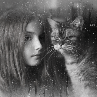 Анимация Девушка и полосатый кот за мокрым стеклом, гифка
