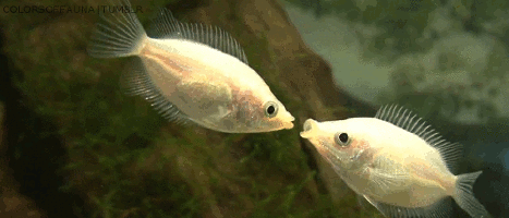 Анимация Две аквариумные рыбки обмениваются поцелуями, гифка Две аквариумные рыбки обмениваются поцелуями