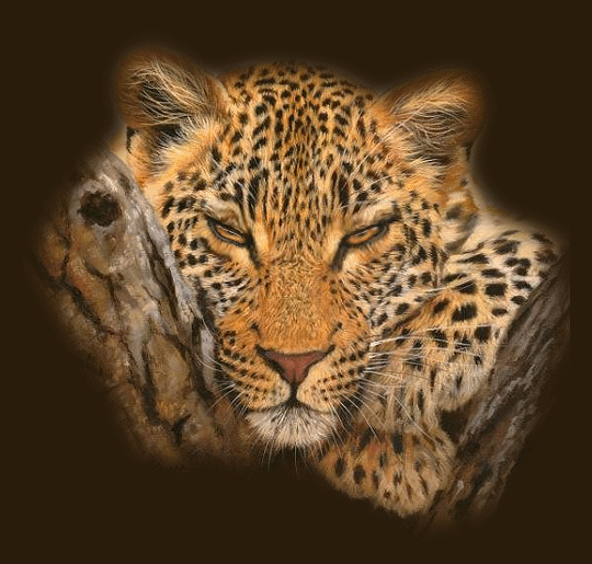 Анимация Леопард, положив морду между своей лапой и деревом, смотрит на нас, закрывая и открывая глаза, гифка