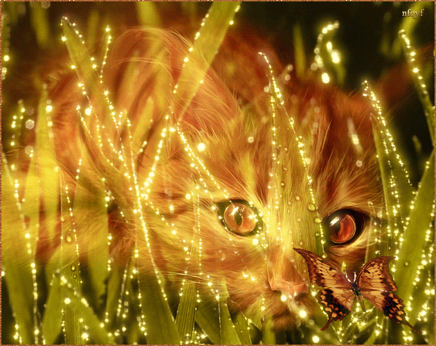 Анимация Рыжий котенок наблюдает за машущей крыльями бабочкой через листья травы, гифка Рыжий котенок наблюдает за машущей крыльями бабочкой через листья травы