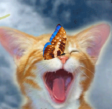 Анимация Дуреющий от радости рыжий кот, которому на нос села бабочка, гифка Дуреющий от радости рыжий кот, которому на нос села бабочка