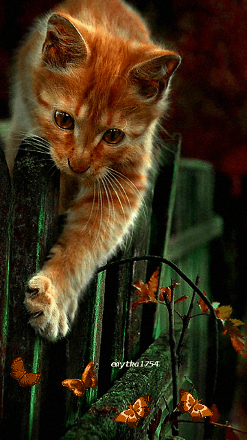 Анимация Рыжий котенок, перегнувшись через забор, пытается поймать бабочек, порхающих внизу, гифка