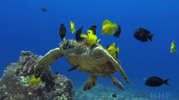 Анимация Морская черепаха плавает в стайке рыбок, которые очищают ее панцирь, гифка Морская черепаха плавает в стайке рыбок, которые очищают ее панцирь