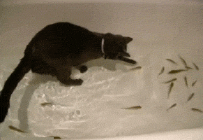 Анимация Кошка охотится за стайкой рыб в ванне, гифка Кошка охотится за стайкой рыб в ванне