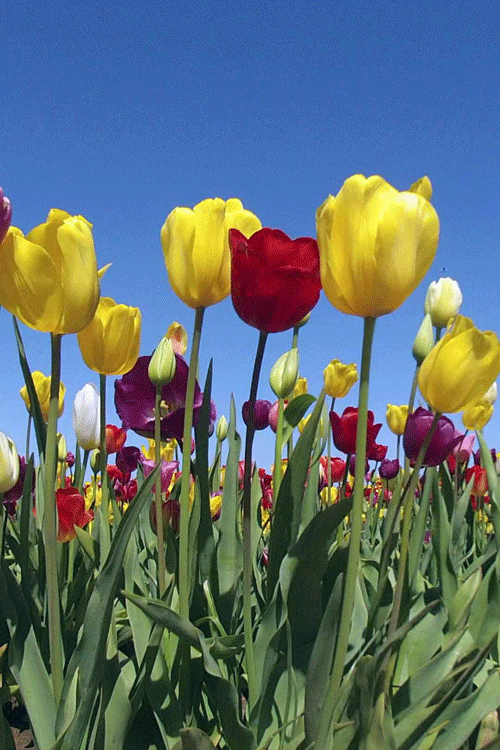 Анимация Разноцветные тюльпаны колышутся от ветра, гифка Разноцветные тюльпаны колышутся от ветра