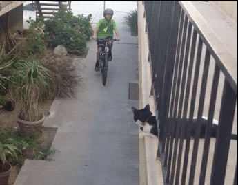 Анимация Мальчик на велосипеде приветствует котенка, гифка Мальчик на велосипеде приветствует котенка