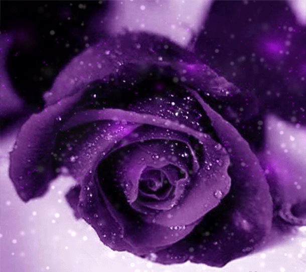 Анимация Сиреневая роза с блестящими капельками воды на лепестках, гифка Сиреневая роза с блестящими капельками воды на лепестках