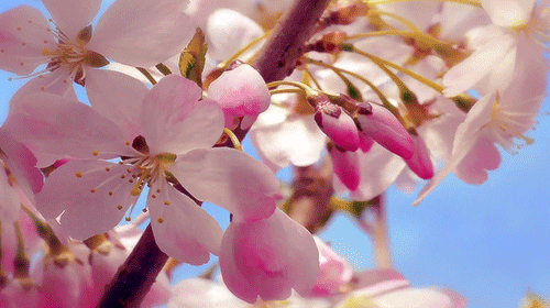 Анимация Цветущие весенние ветки вишни, гифка Цветущие весенние ветки вишни