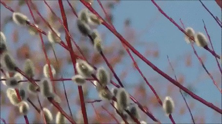 Анимация Верба ласкаемая теплым, весенним ветерком