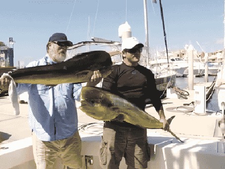 Анимация Дельфин выхватывает из рук рыбака рыбу