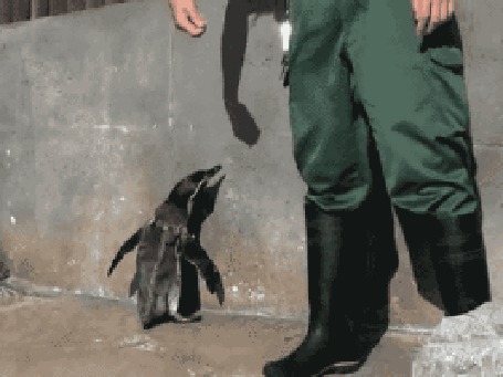 Анимация Пингвин внимательно следит за тенью руки смотрителя зоопарка