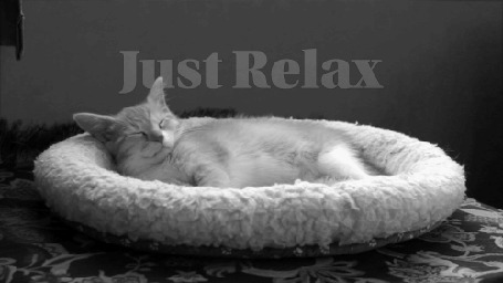 Анимация Котенок спит на подстилке (Just Relax / Только расслабься)