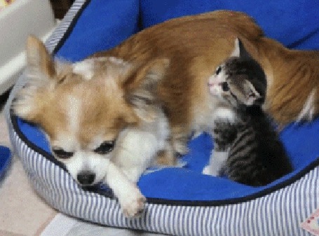 Анимация Котенок пристает к собаке, вероятно принимая ее за свою мать