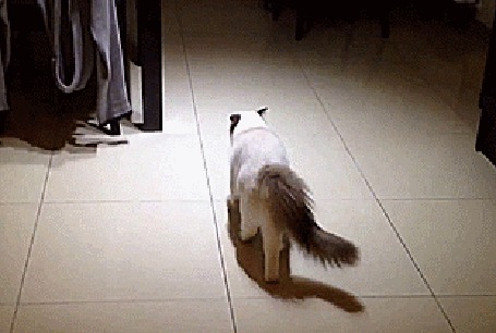 Анимация Кот испугался человека, который его снимает