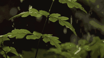 Анимация Капли дождя попадают на растение, гифка Капли дождя попадают на растение