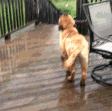 Анимация Собака жадно ловит капли дождя, словно пытаясь утолить жажду, гифка Собака жадно ловит капли дождя, словно пытаясь утолить жажду