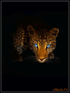 Анимация Леопард смотрит из темноты синими глазами, Akela73, гифка Леопард смотрит из темноты синими глазами, Akela73
