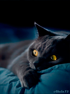 Анимация Пепельный кот мечтает о любимой кошке, Akela 73, гифка Пепельный кот мечтает о любимой кошке, Akela 73