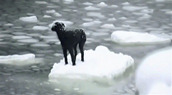 Анимация Спасение моряками собаки со льдины в море, гифка Спасение моряками собаки со льдины в море