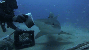 Анимация Дайвер кормит зубастую акулу в море, гифка Дайвер кормит зубастую акулу в море