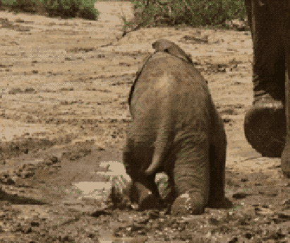 Анимация Слоненок не удержался на ногах, поскользнулся и упал в лужу, гифка Слоненок не удержался на ногах, поскользнулся и упал в лужу