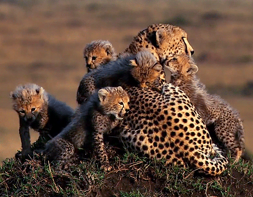 Анимация Детеныши леопарда облизывают свою лежащую маму, гифка Детеныши леопарда облизывают свою лежащую маму