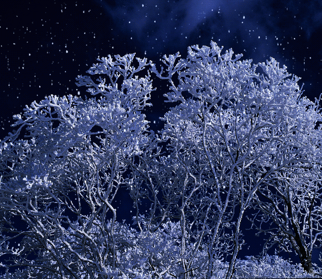 Деревья в инее ночью. Снежные деревья ночью. Блестящая зима. Деревья в инее вечером. Снег падал хлопьями и вскоре покрыл