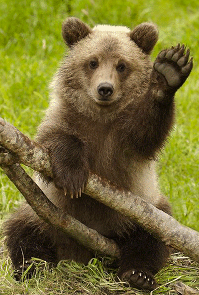 Анимация Бурый медведь приветливо машет лапой, гифка Бурый медведь приветливо машет лапой