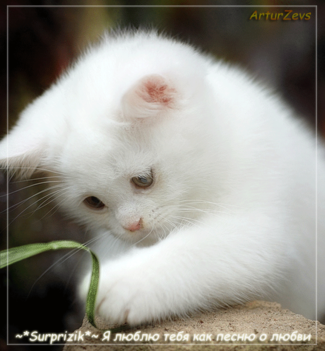 Анимация Белый котенок моргает глазами и левой лапкой прикасается к травинке. Фон блестящий. Внизу надпись: Surprizik ~ Я люблю тебя как песню о любви. Автор Artur Zevs, гифка