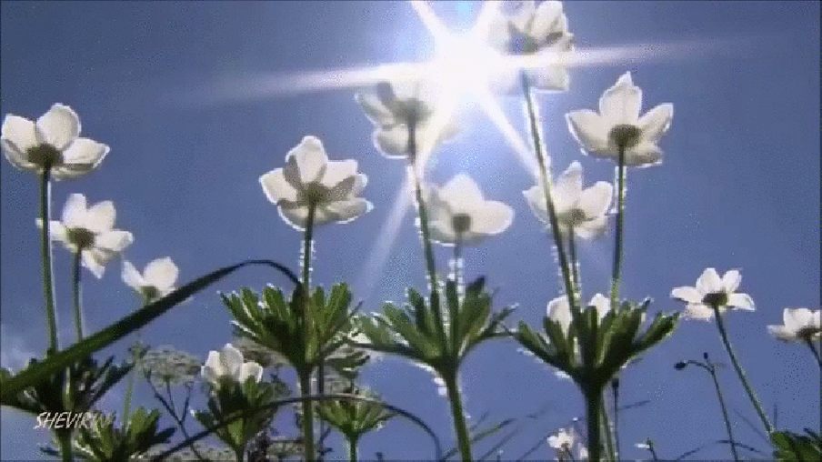 Анимация Белые цветы, тянущиеся к солнышку, гифка