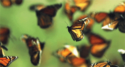 Анимация Бабочки на салатовом фоне, гифка Бабочки на салатовом фоне