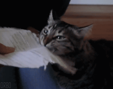 Анимация Кошка ест бумагу, гифка Кошка ест бумагу