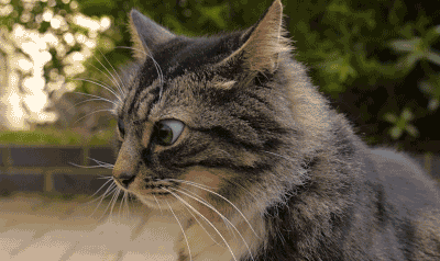 Гиф анимация Кот шевелит ушами и водит глазами