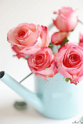 Анимация Букетик розовых роз в лейке на белом фоне, АссОль, гифка Букетик розовых роз в лейке на белом фоне, АссОль