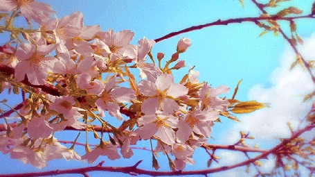 Анимация Цветущие весенние ветки вишни