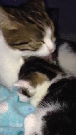 Анимация Мама - кошка вылизывает своего котенка