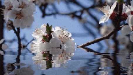 Анимация Весенняя ветка цветов на воде