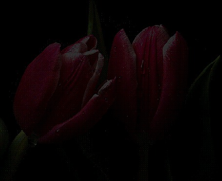 Файл tulip gif был выложен