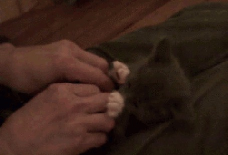 Анимация Парень щекочет котенка
