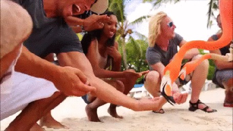 Анимация Розовые фламинго без страха угощаются из человеческих рук