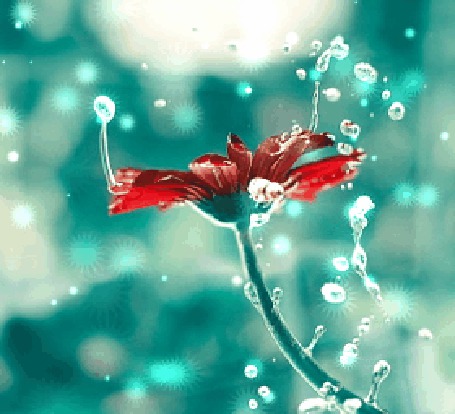 Анимация Красная гербера с каплями воды, исходник ву Ashraful Arefin