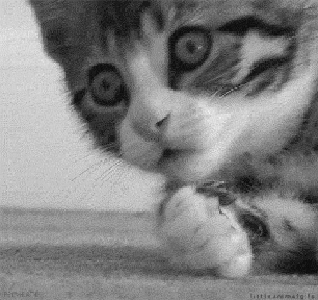 Анимация Маленький смешной котенок