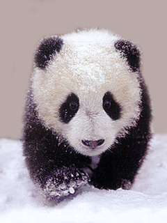 Анимация Бегущая по снегу панда, гифка Бегущая по снегу панда