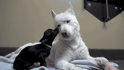 Анимация Две собаки на постели, гифка Две собаки на постели