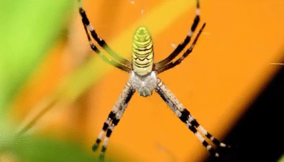 Анимация Паучек на паутине, на размытом фоне, гифка Паучек на паутине, на размытом фоне