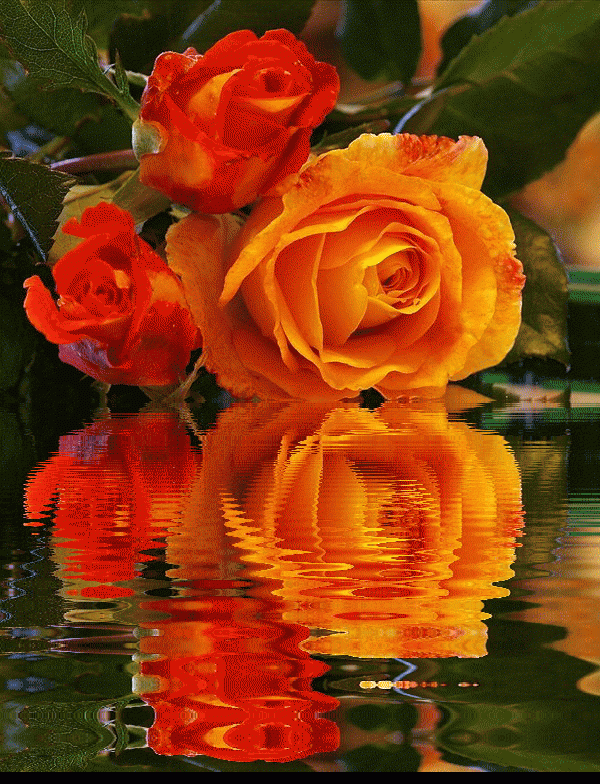 Гиф красивые розы. Анимационные цветы. Розы отражающиеся в воде. Мерцающие цветы. Красивые анимационные цветы.