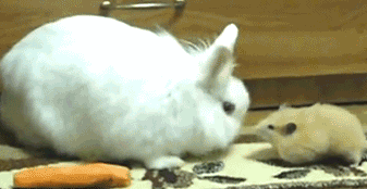 Анимация Хомяк нахально утаскивает морковку из - под носа не ожидавшего этого кролика, гифка Хомяк нахально утаскивает морковку из - под носа не ожидавшего этого кролика