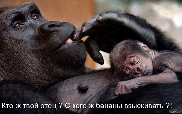 Анимация Обезьянки / Кто ж твой отец, С кого ж бананы взыскивать/, гифка Обезьянки / Кто ж твой отец, С кого ж бананы взыскивать/